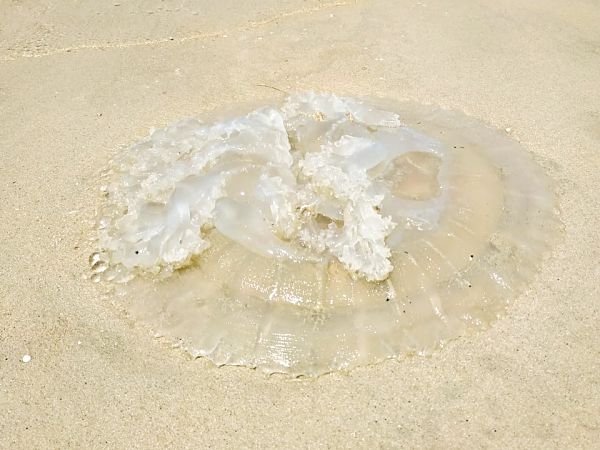 medusa-peligrosa-parque-nacional-penang
