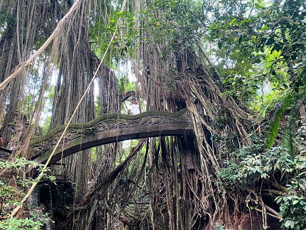 santuary-monkey-forest-ubud_opt