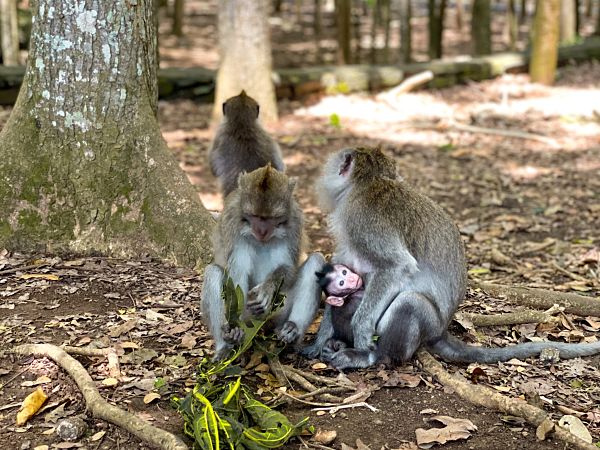 monos-monkey-forest-ubud-bali